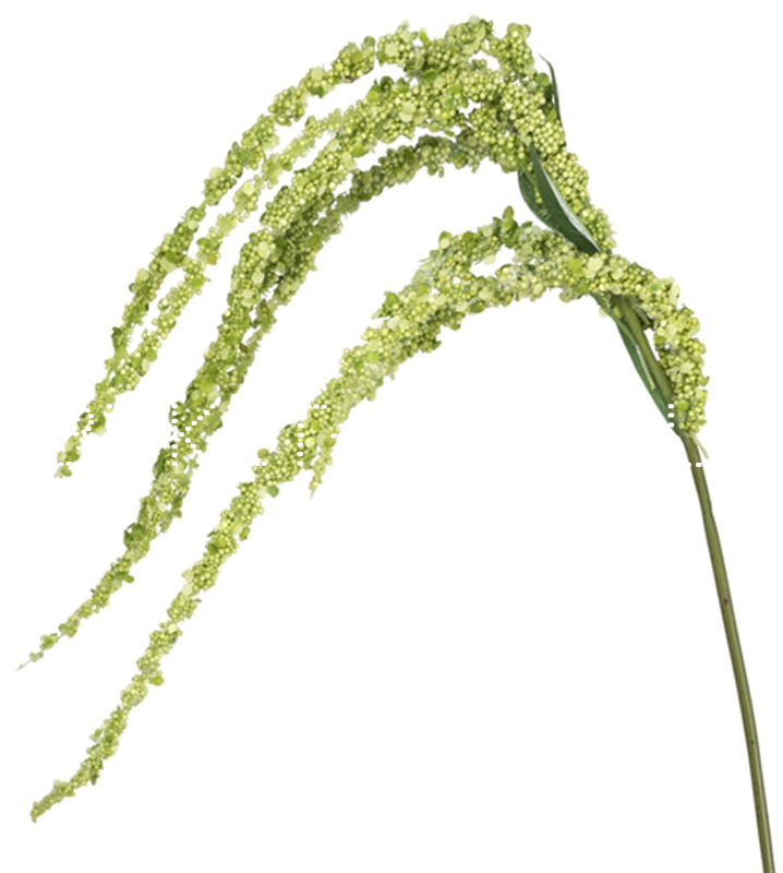 Амарантус зеленый Amaranthus