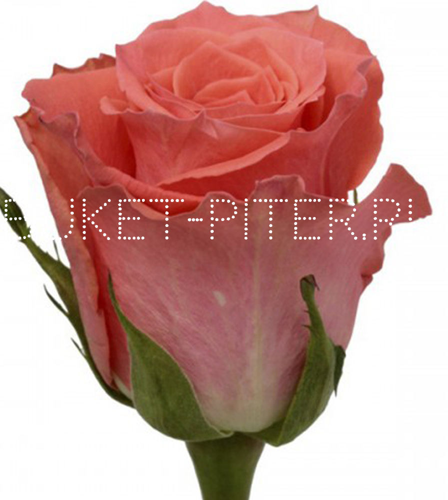 Роза Amsterdam Амстердам ЭКВАДОР (КРУПНЫЙ БУТОН)