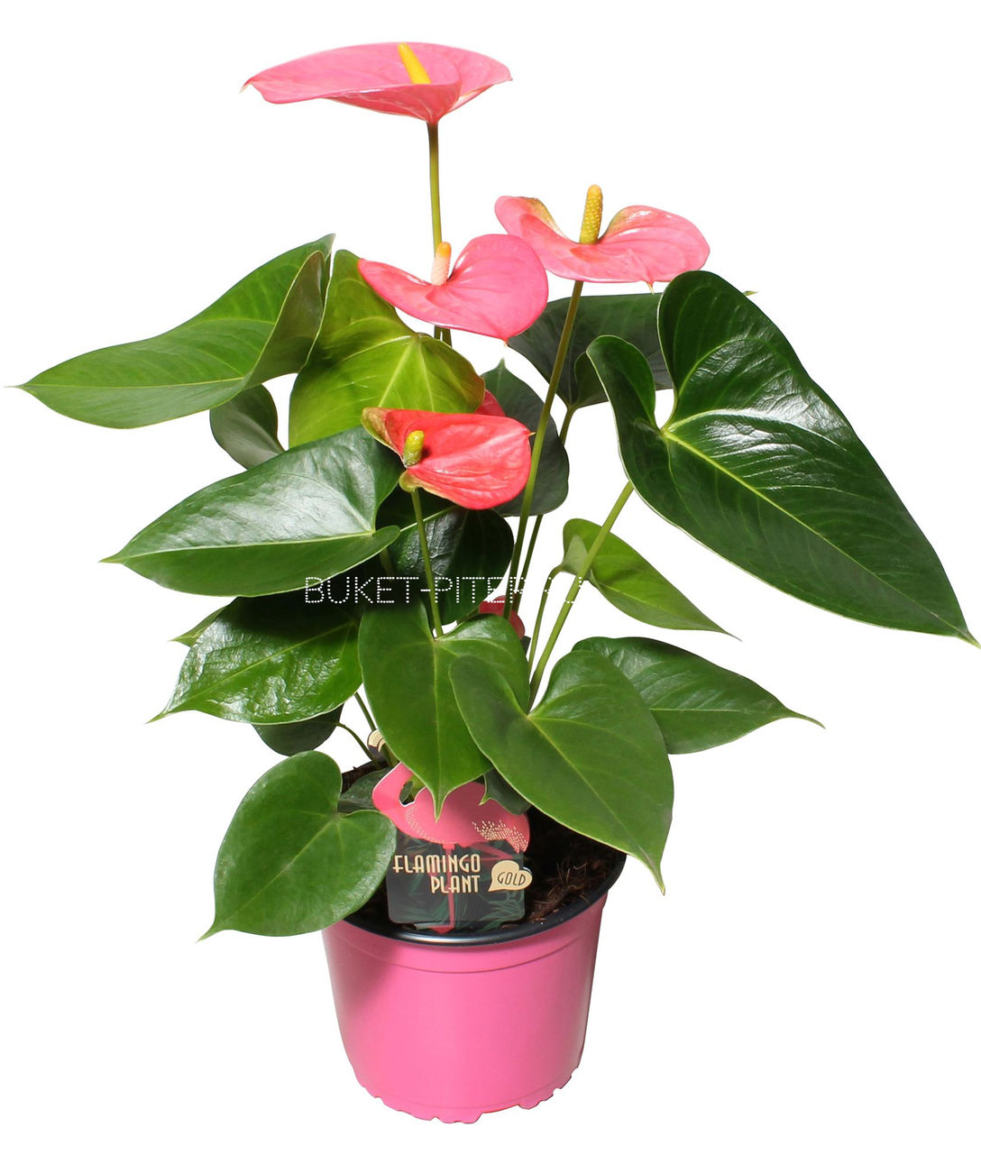 Антуриум Ариса Пинк Arisa Pink d14