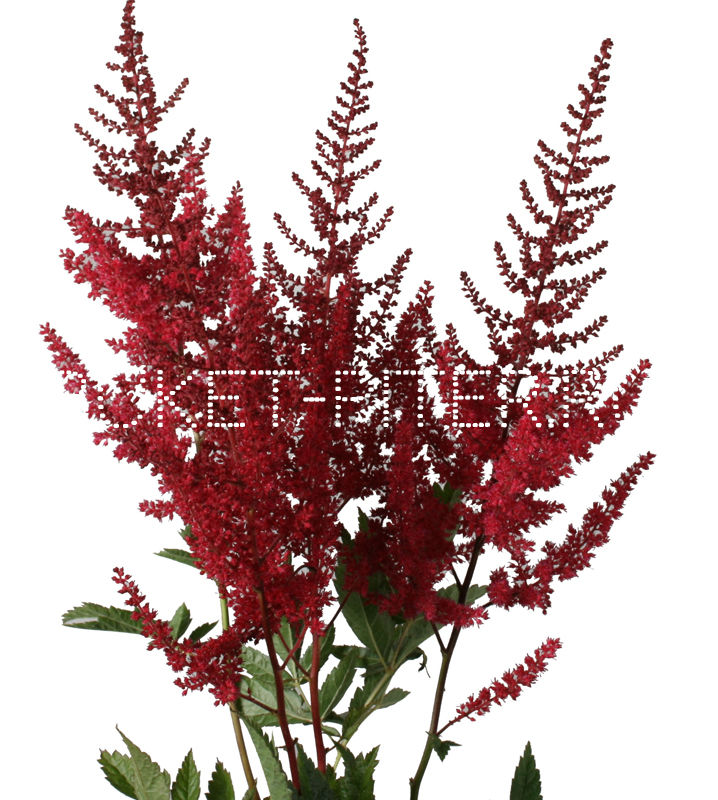 Астильба красная Astilbe