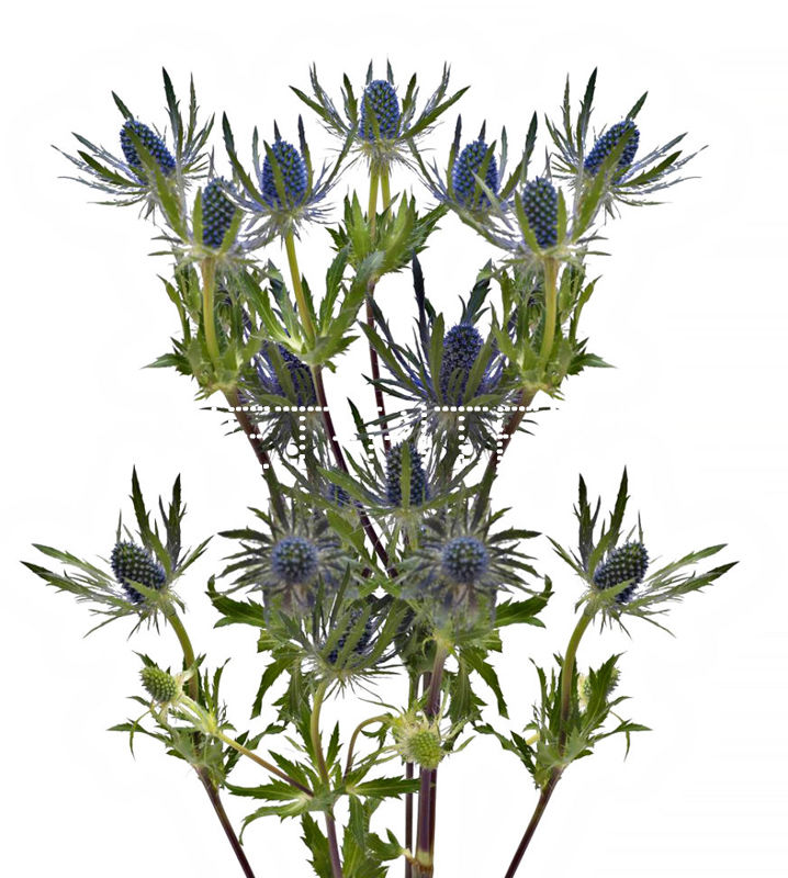 Эрингиум Erngium 70см