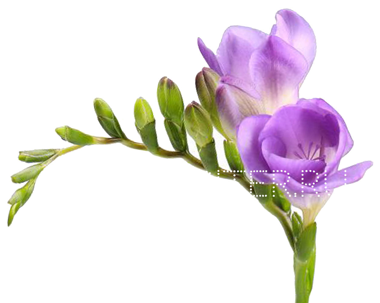 Фрезия сиреневая
