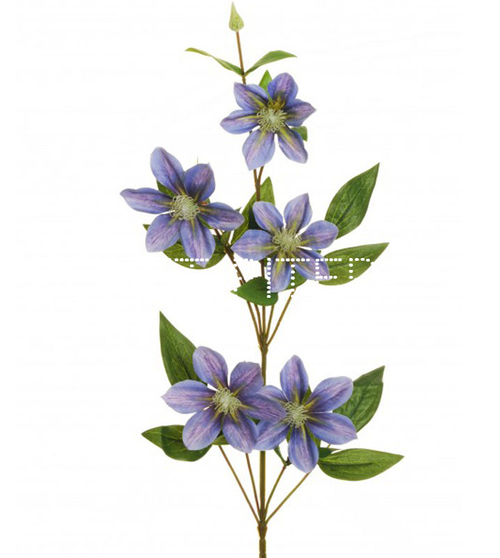 Клематис голубой Clematis