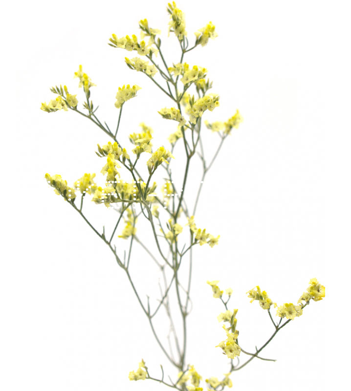 Лимониум желтый Limonium