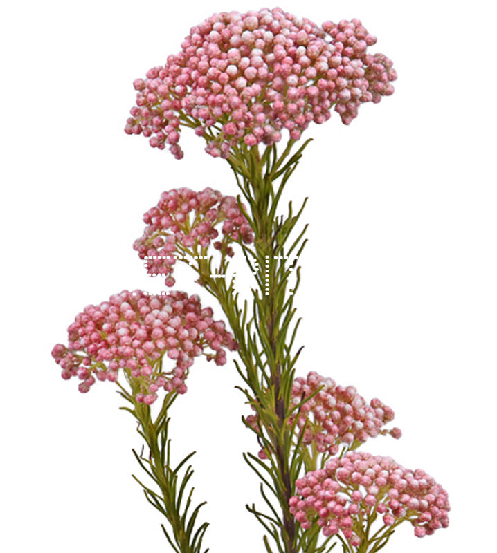 Озотамнус розовый Ozothamnus diosmifolium