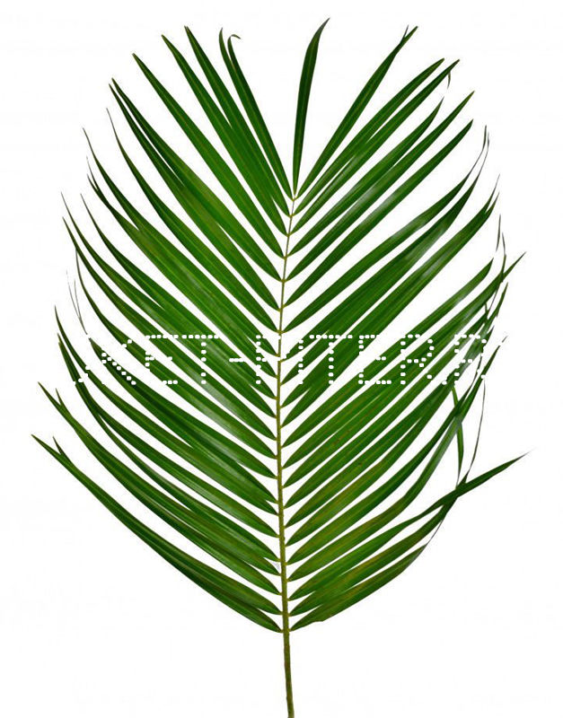 Робелини Phoenix roebelenii