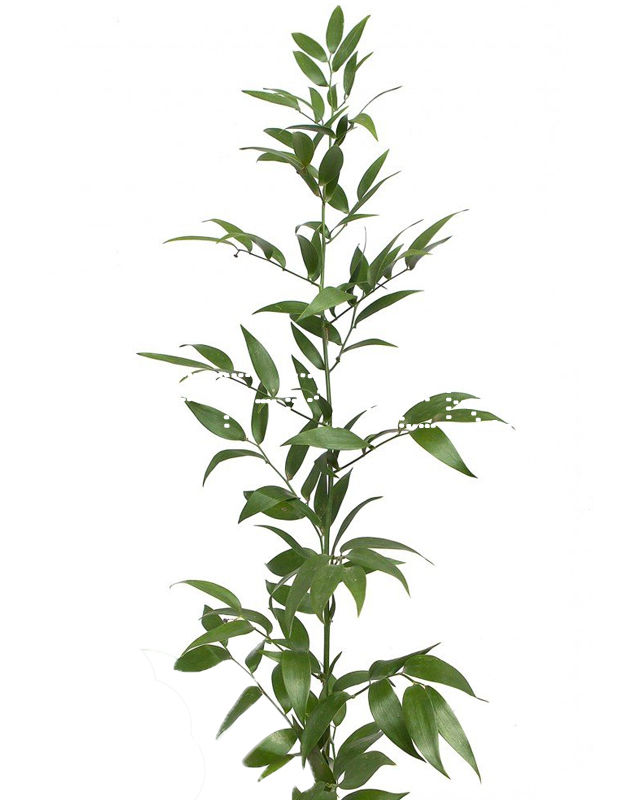 Рускус Италия Ruscus