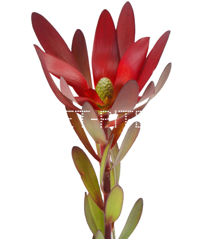 Сафари Леукадендрон Leucadendron