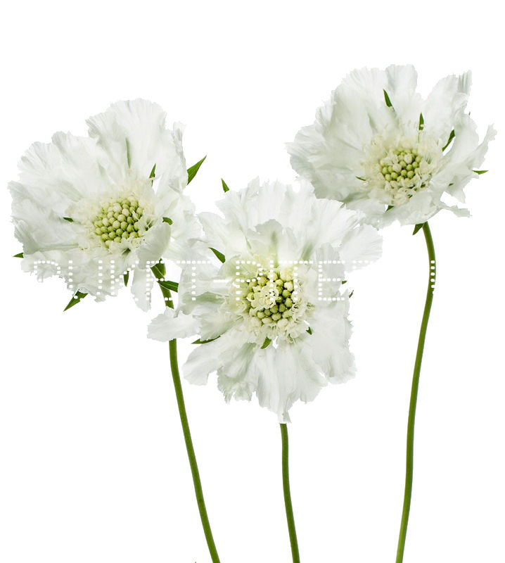 Скабиоза белая Scabiosa