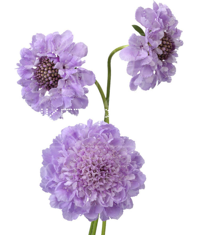 Скабиоза лавандовая Scabiosa