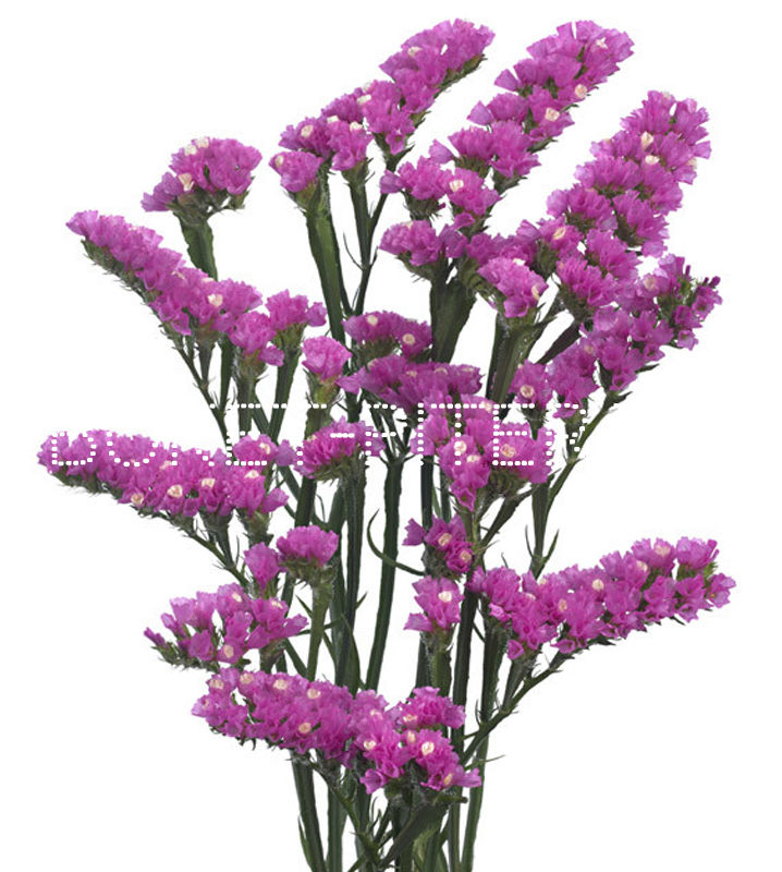 Статица розовая Limonium sinuata (Statice sinuata)